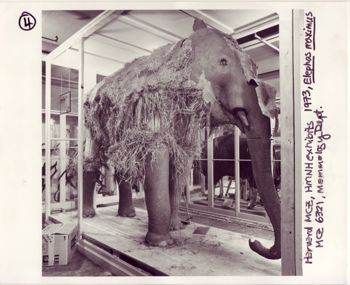 Media type: image;   Mammalogy 6321 Description: Image taken by MCZ Photographic Services during specimen's disassembly.;